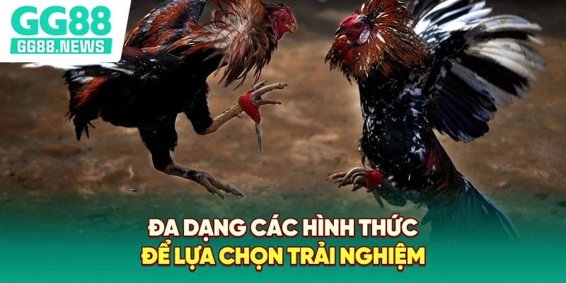 Đa dạng các hình thức để lựa chọn trải nghiệm