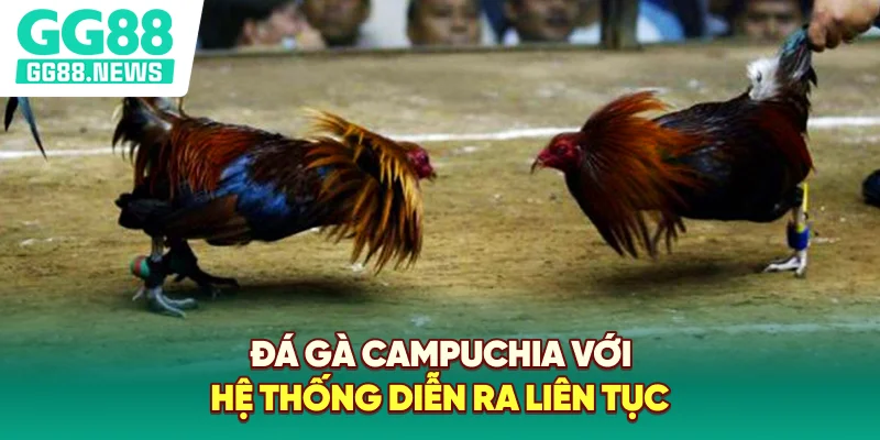 Đá gà Campuchia với hệ thống diễn ra liên tục