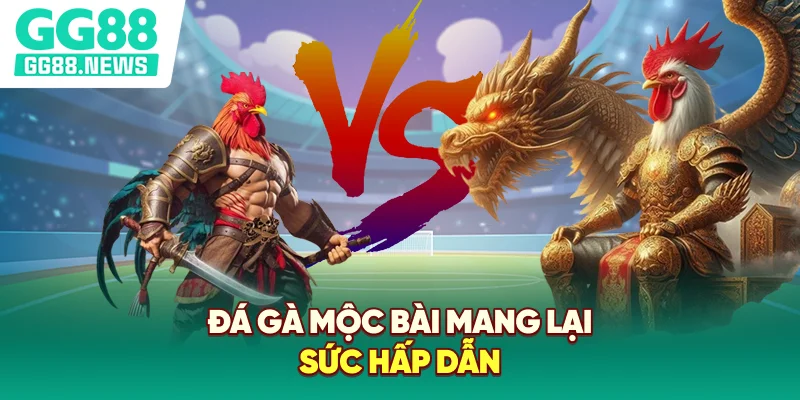 Đá gà Mộc Bài mang lại sức hấp dẫn