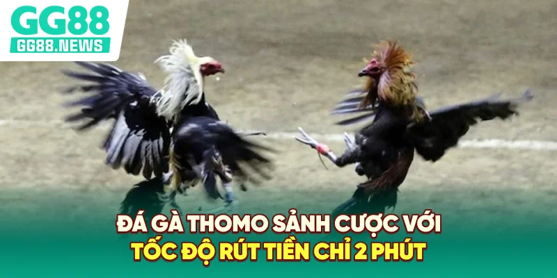 Đá Gà Thomo
