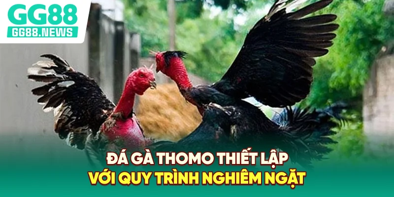 Đá gà Thomo thiết lập với quy trình nghiêm ngặt