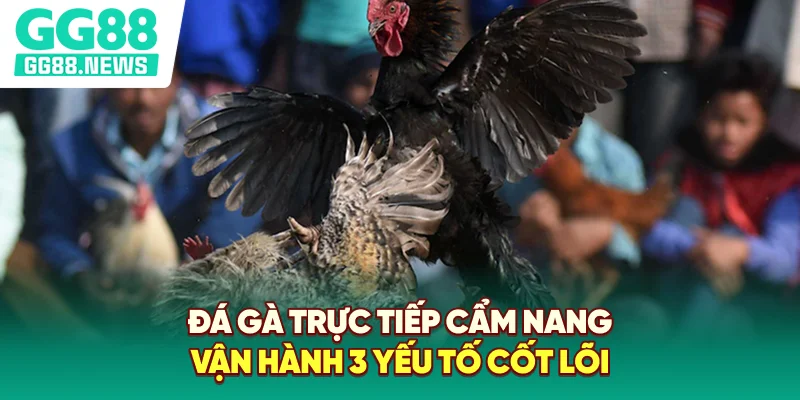 Đá Gà Trực Tiếp